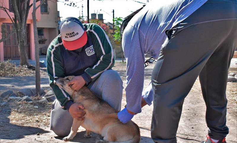 Formosa: detectaron un caso positivo de rabia canina y desplegaron un operativo de vacunación