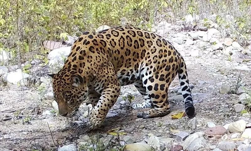 Cámaras captaron a un yaguareté, en peligro de extinción, en el Parque Nacional Calilegua