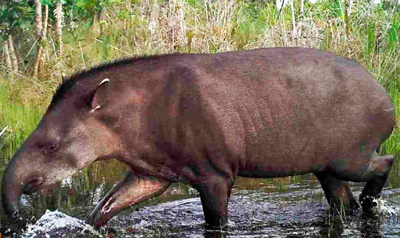 El tapir fue declarado Monumento Natural Provincial