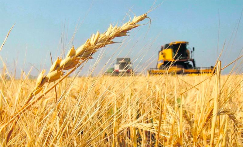 La cosecha de trigo sería una de las peores en los últimos años: las exportaciones podrían caer un 66%