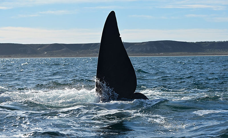 La temporada de ballenas fue la mejor de los últimos 15 años