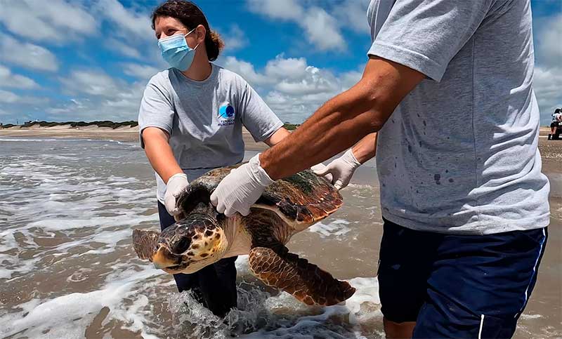 Regresan al mar a tres tortugas cabezonas rescatadas de redes de pesca