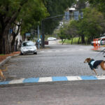 El 60% de los rosarinos tiene mascotas: la mayoría, perros