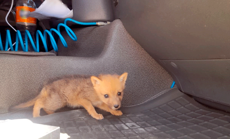 Hallaron un cachorro de zorro gris trasladado oculto en la cabina de un camión