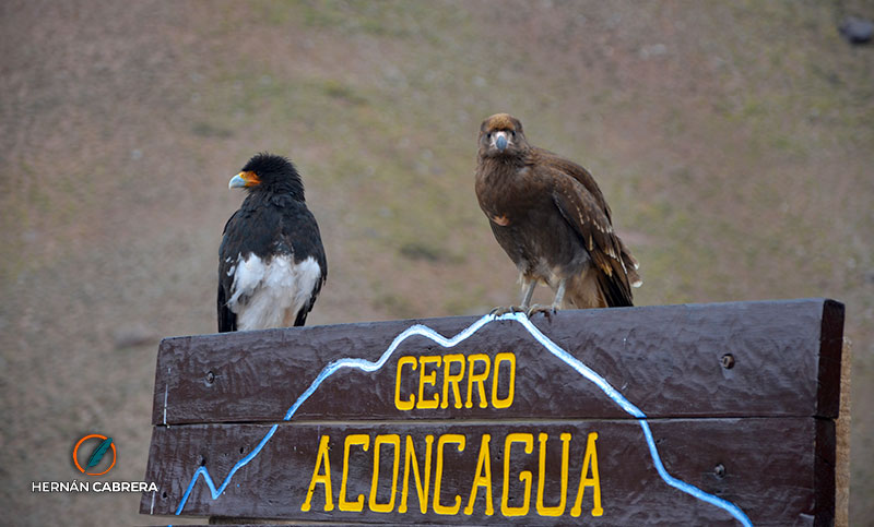 Entregan subsidios para la protección de especies amenazadas en Mendoza