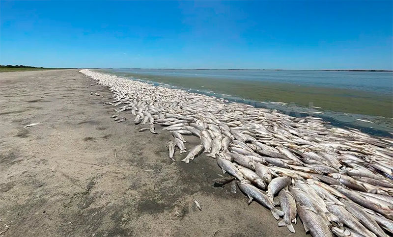 Golpe feroz de la sequía: aseguran que no quedan peces vivos en la Laguna del Plata
