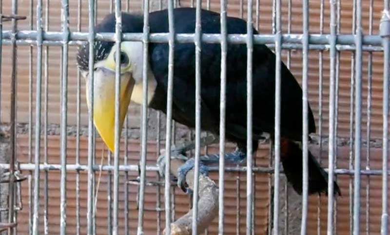 Rescatan ocho aves silvestres tras allanamientos por robo a una farmacia