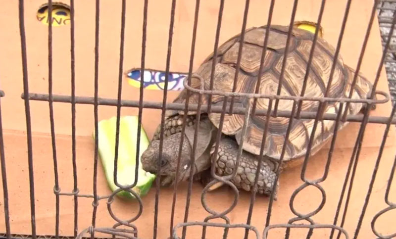 Más de 30 aves y nueve tortugas que iban a ser vendidas ilegalmente fueron rescatadas