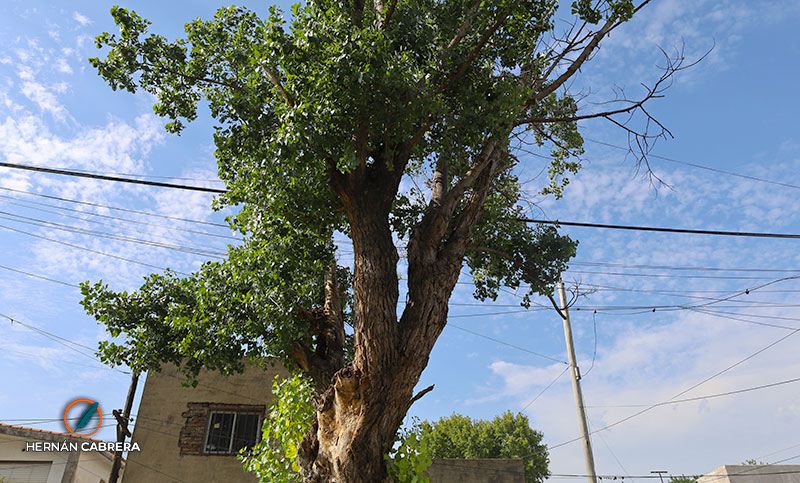 Empalme: hace más de diez años una vecina reclama por el mantenimiento de un árbol