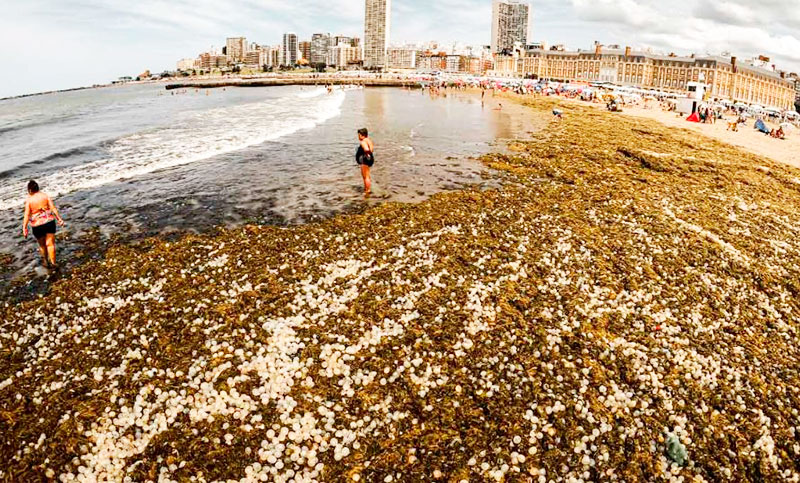 La playa Popular de Mar del Plata fue invadida por algas y cápsulas de caracoles marinos