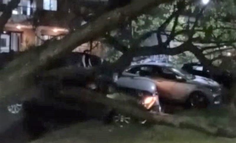 Un árbol cayó sobre varios vehículos en el Parque Urquiza