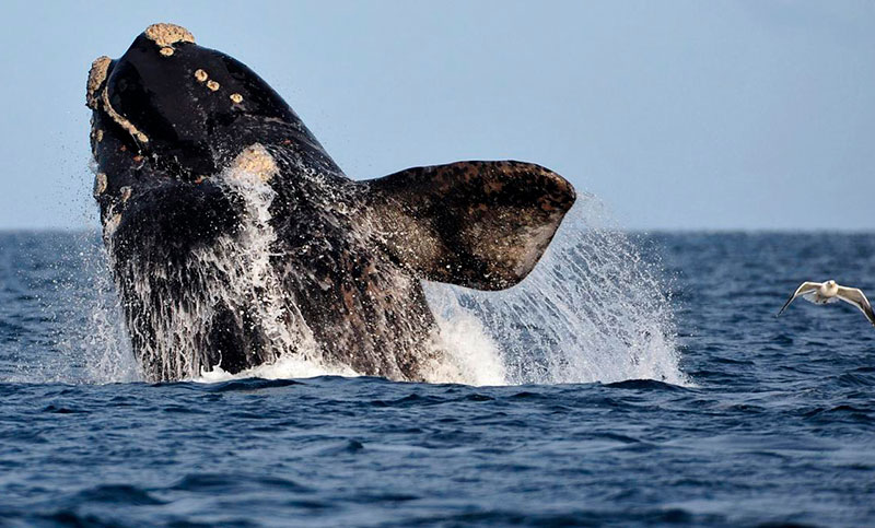 Rodocrosita, la ballena franca austral que lleva más de 50 años regresando a Chubut