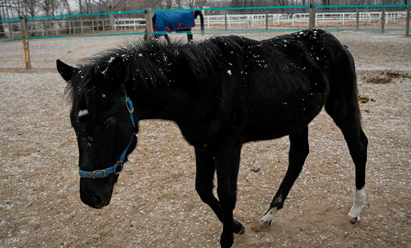 Presentan el primer caballo clonado por un laboratorio para deportes ecuestres en China