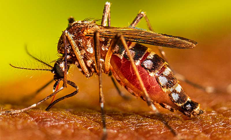 Confirmaron un caso de chikungunya en Chaco y analizan un segundo contagio