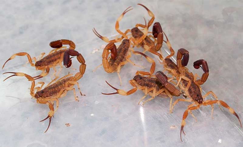 Cuáles son los escorpiones más peligrosos de Argentina y qué hacer ante una picadura