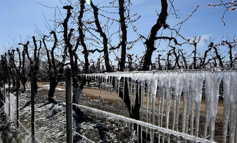 Más de 2.000 productores mendocinos resultaron afectados por las heladas
