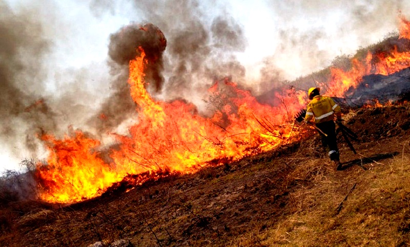 Entre Ríos y Río Negro registran incendios forestales