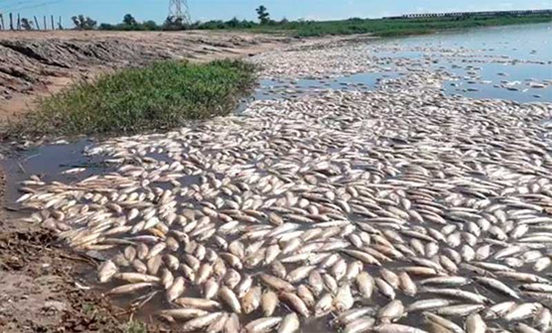 La mortandad de peces en la Laguna del Plata se debió a “la ausencia el oxígeno en el agua”