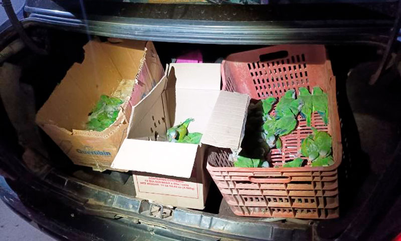 La Rioja: recuperan 87 loros ocultos en dos automóviles