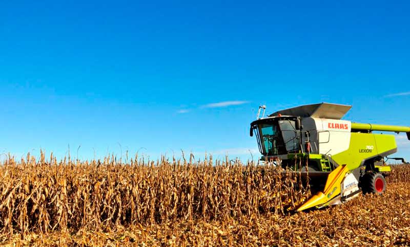 Santa Fe: por la sequía, productores de maíz podrían destruir los cultivares