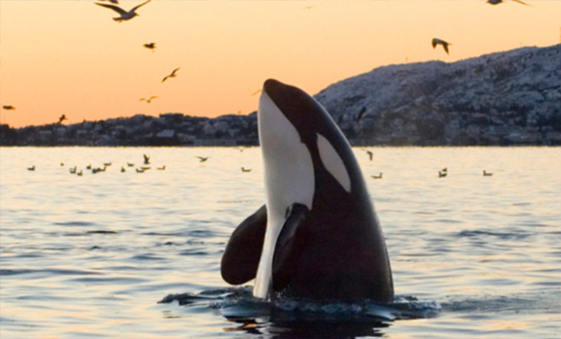 Encuentran contaminantes químicos en orcas, provenientes de productos humanos de uso diario