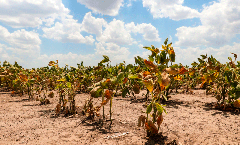Bahillo recorrerá Santa Fe para analizar los estragos de la sequía