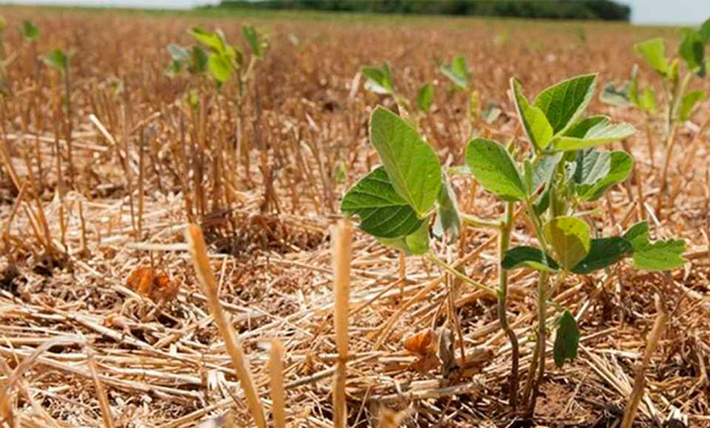 Por la sequía y la falta de lluvias, Entre Ríos perdió el 20% de las hectáreas de soja sembradas