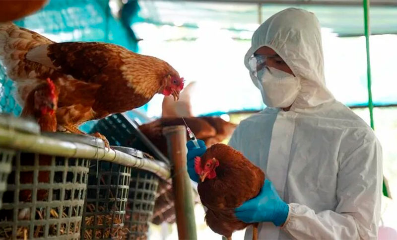 Confirman el primer caso de influenza aviar en la provincia de Santa Fe