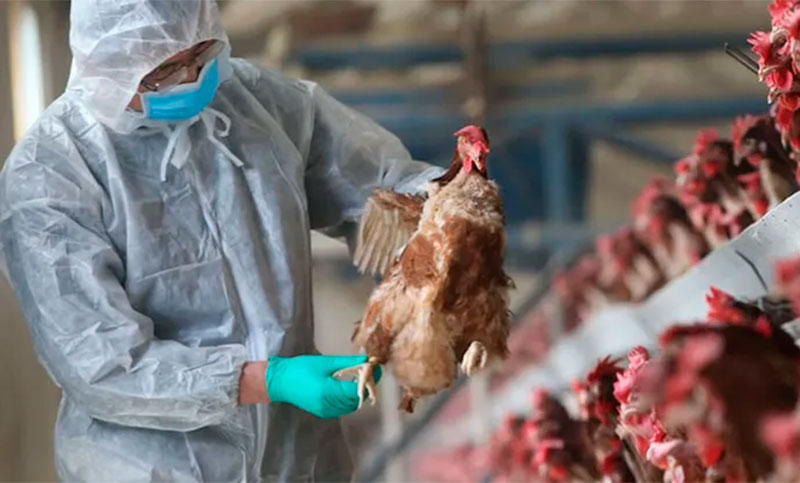 Confirmaron un nuevo caso de influenza aviar en Santa Fe