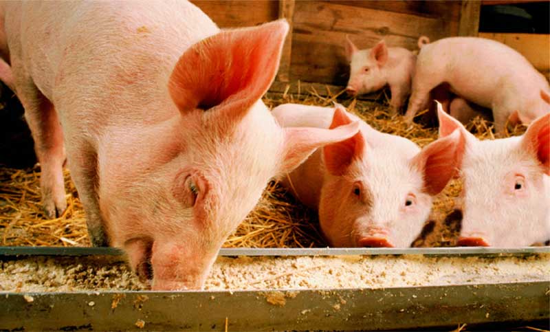 Criadores de cerdos recibirán ayuda económica para afrontar costos de alimentación animal