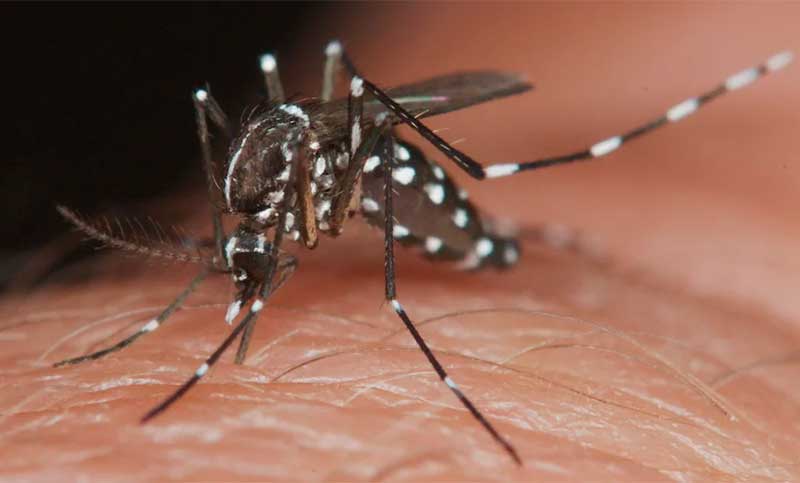 Suben a 84 los casos de dengue detectados en Santa Fe: se encienden las alarmas en el norte provincial
