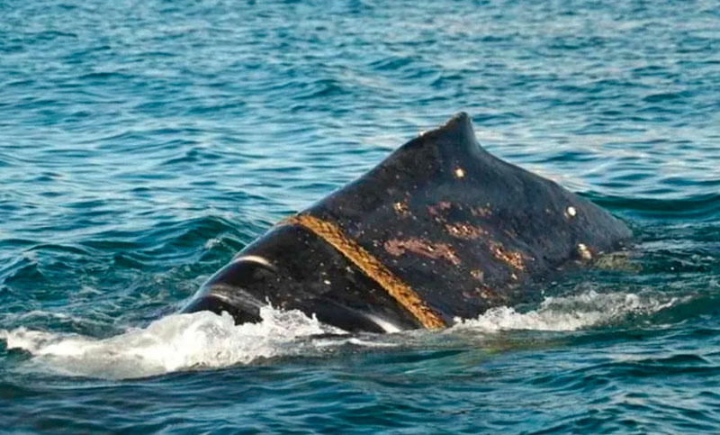 Detectaron una ballena con una soga enrollada en su cuerpo frente a las costas de Puerto Madryn