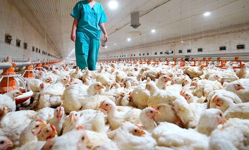 Detectaron nuevos casos de gripe aviar en Córdoba y Salta