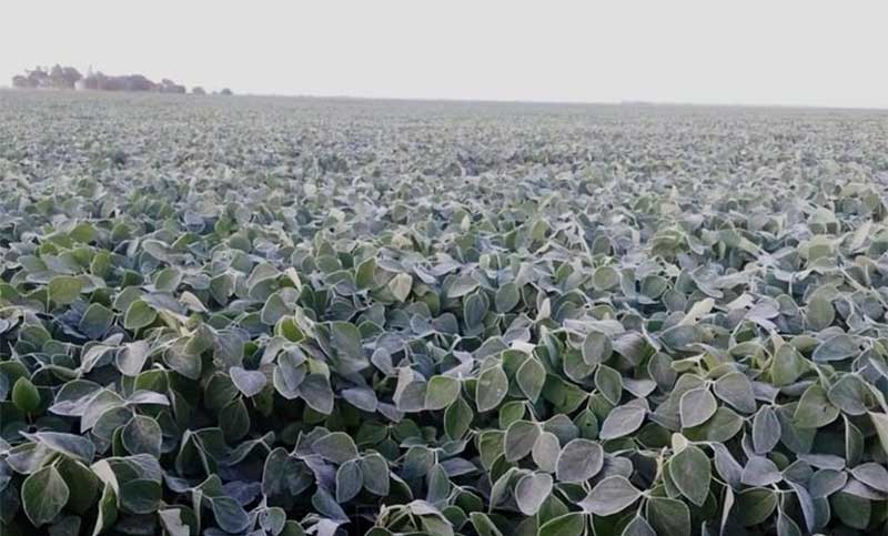 Una atípica helada alcanzó a cultivos en el centro del país: hay preocupación por la soja y el maíz