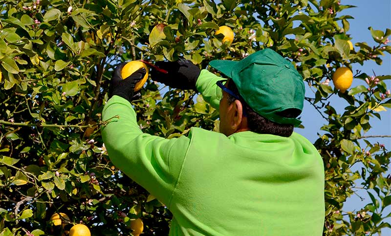 Tucumán: denuncian que 400 cosechadores de limón fueron despedidos de “forma arbitraria”