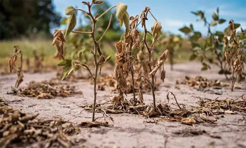 Para zonas de desastre: la AFIP oficializó los beneficios para productores afectados por la sequía