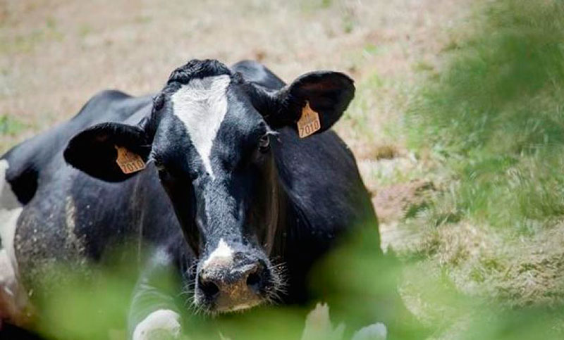 Brasil detiene la exportación de carne a China por un caso de vacas locas