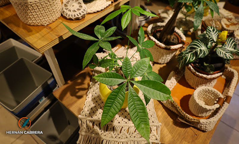 Pachira aquatica: el miniárbol caribeño ideal para decorar tu casa