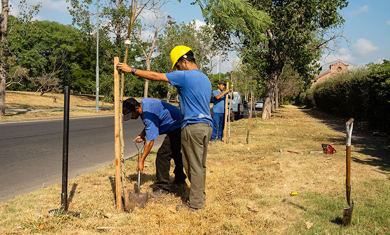 Plantarán 20.000 nuevos árboles en toda la ciudad