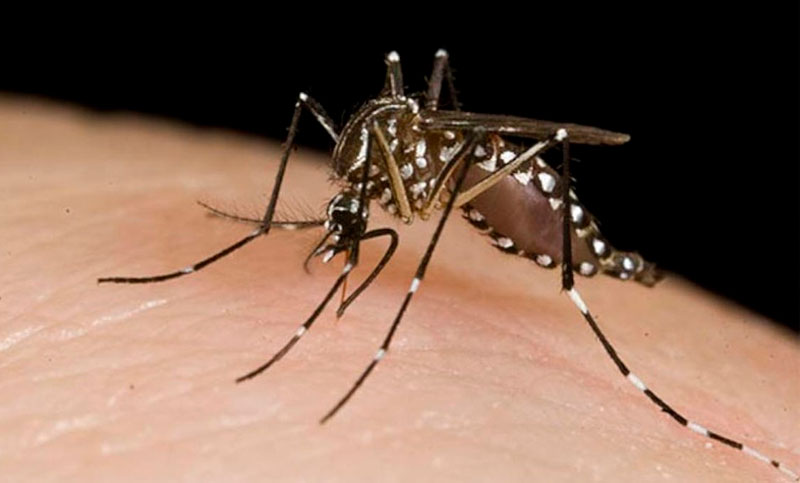 Rosario: confirmaron 735 casos de dengue y 26 de chikungunya en lo que va del año