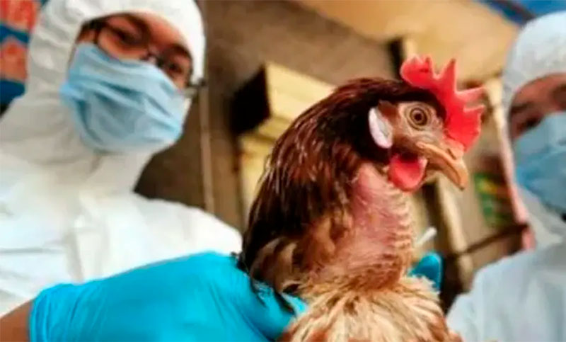 Gripe Aviar en Argentina: murieron 240 mil gallinas en Río Negro y Mar del Plata