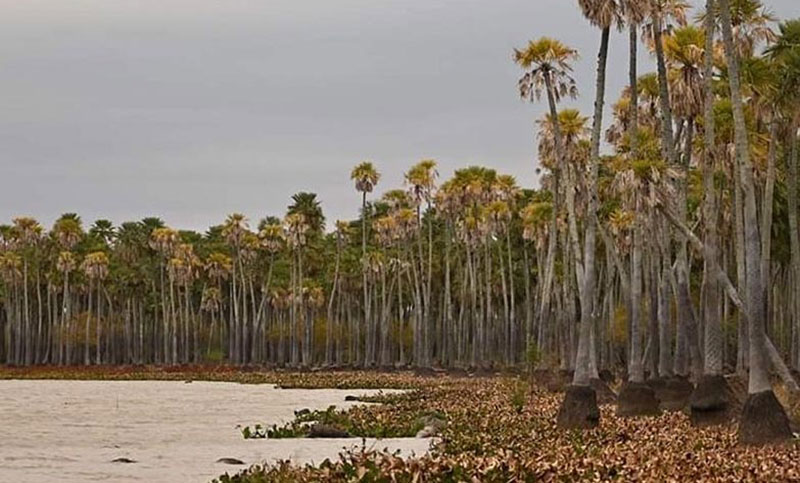 Crearán el Parque Nacional Laguna El Palmar, en Chaco