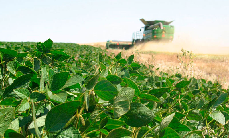 Preocupación en el sector agroindustrial por la aparición de granos verdes de soja y la capacidad ociosa