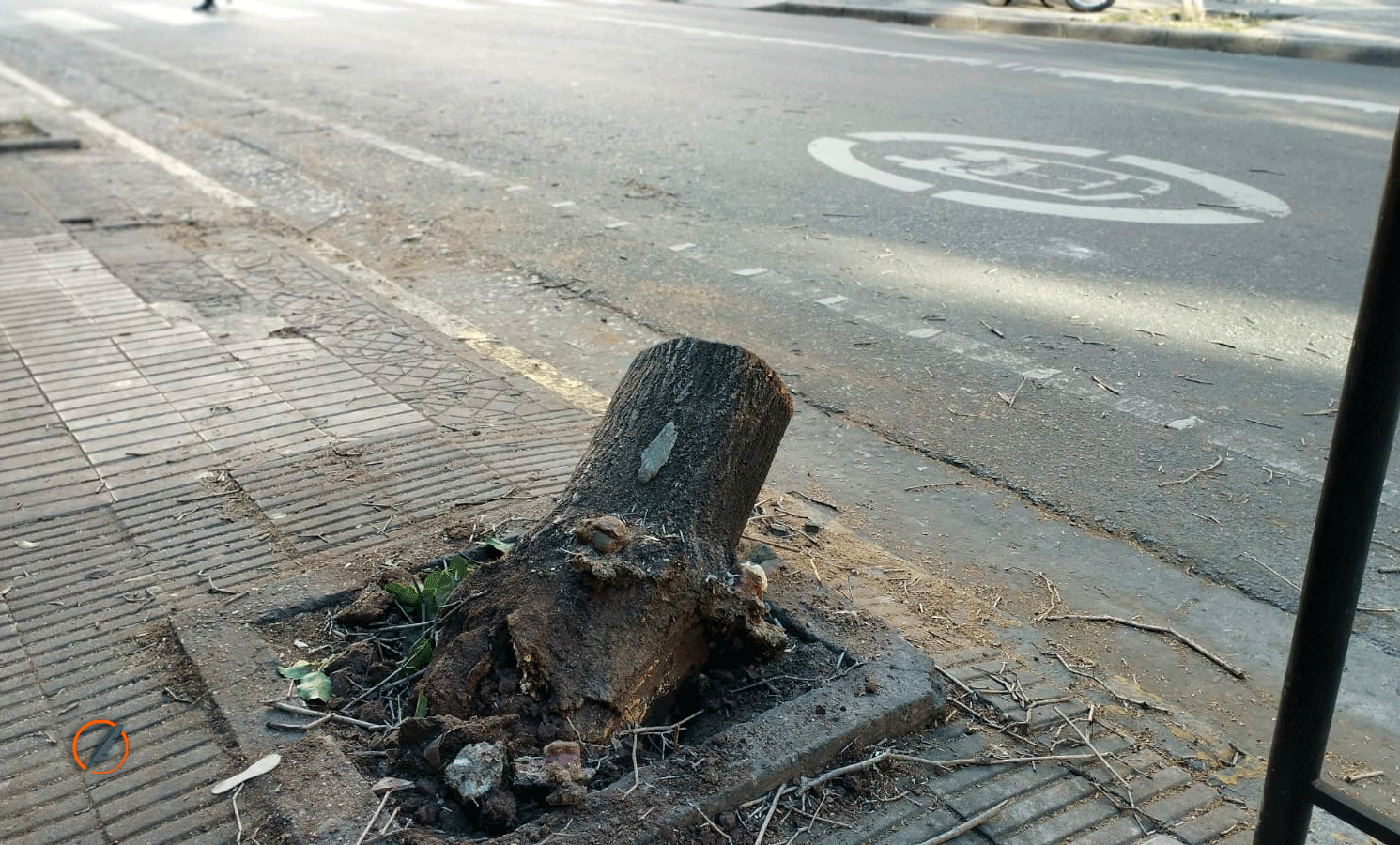 Un árbol cayó en pleno centro de Rosario y es el cuarto en menos de una semana