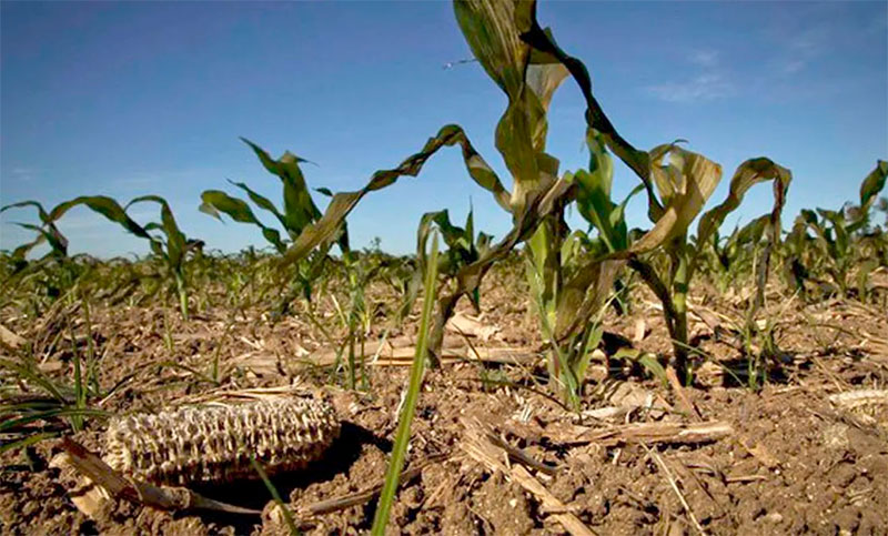 El cambio climático y su impacto en el precio de alimentos: ¿por qué urgen medidas de prevención ambiental?