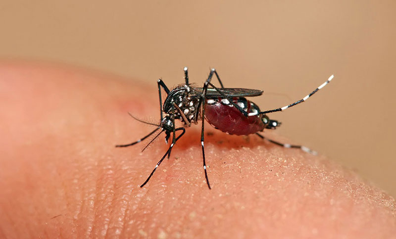 Confirman la segunda muerte por dengue en la provincia de Santa Fe
