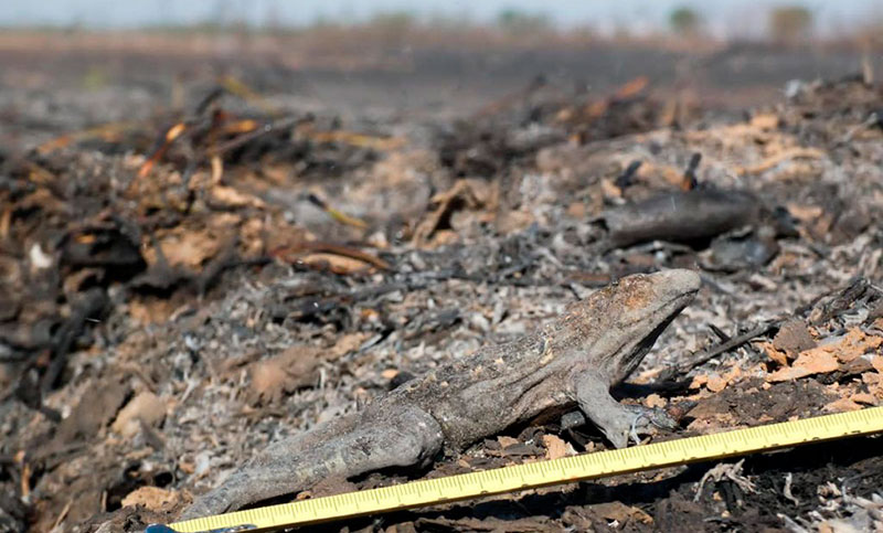 Los incendios en el Delta afectaron la vida de casi un centenar de especies animales y vegetales