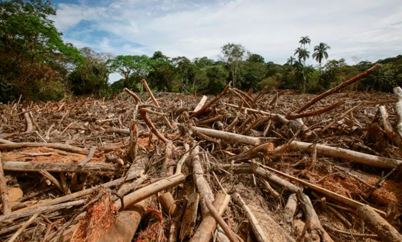 La deforestación en la selva amazónica brasileña cayó casi 70% en abril