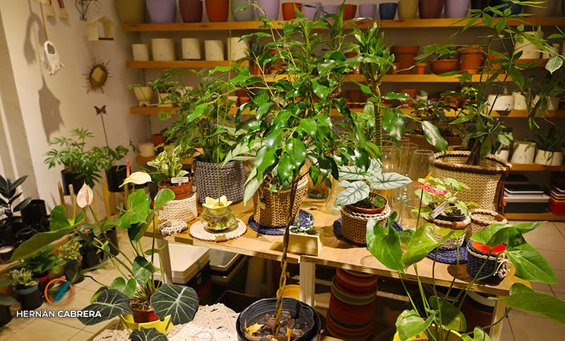 Ficus benjamina, una planta tanto para exterior como para interiores: cómo cuidarla