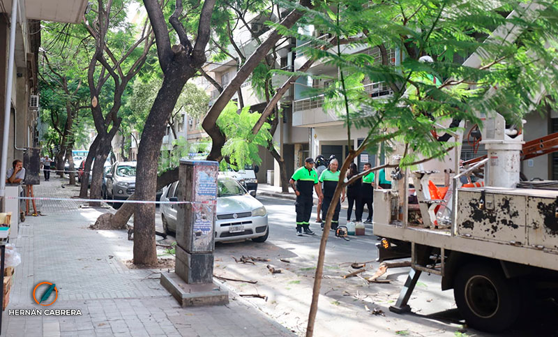 Este fin de semana removerán 40 árboles con riesgo de caída